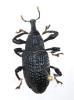Aclees taiwanensis
